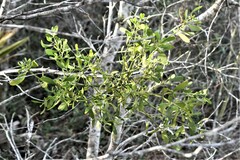 Phoradendron leucarpum