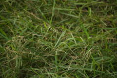 Panicum repens