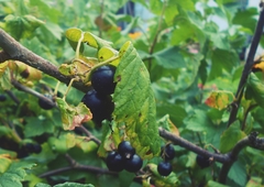 Ribes × nidigrolaria