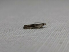 Holocola thalassinana