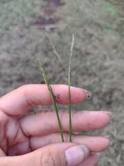 Dichanthium annulatum annulatum