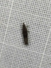 Holocola thalassinana