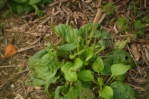 Plantago major observed 2022-12-29