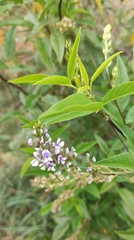 Otholobium glandulosum