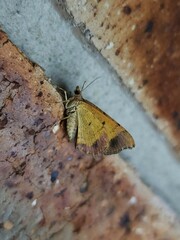 Chrysolarentia mecynata