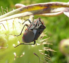 Spilostethus pandurus elegans