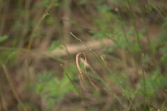 Desmanthus pernambucanus