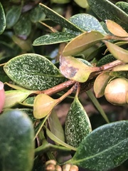 Eurytetranychus buxi