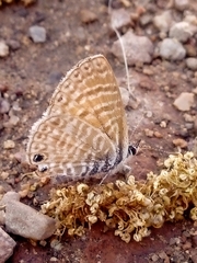 Leptotes marina