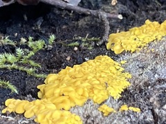 Calycina confluens