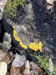 Calycina confluens