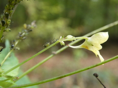 Impatientinum asiaticum