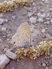 Leptotes marina