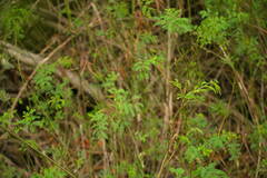 Desmanthus pernambucanus