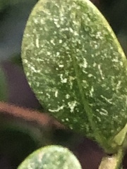 Eurytetranychus buxi