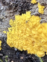 Calycina confluens