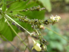 Impatientinum asiaticum