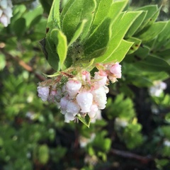 Arctostaphylos montaraensis