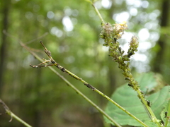 Impatientinum asiaticum