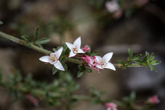 Cyanothamnus nanus pubescens