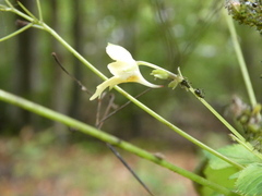 Impatientinum asiaticum