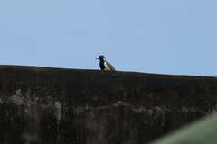 Vanellus indicus atronuchalis