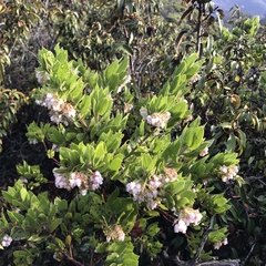 Arctostaphylos montaraensis
