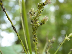 Impatientinum asiaticum