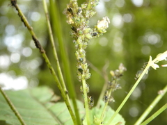 Impatientinum asiaticum