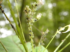 Impatientinum asiaticum