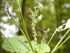 Impatientinum asiaticum
