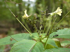 Impatientinum asiaticum