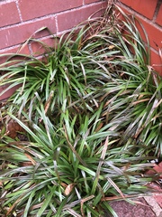 Carex blanda