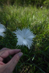 Dianthus mooiensis