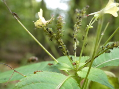 Impatientinum asiaticum