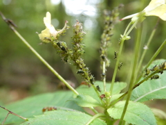 Impatientinum asiaticum