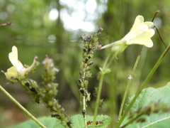Impatientinum asiaticum