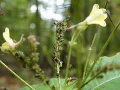 Impatientinum asiaticum
