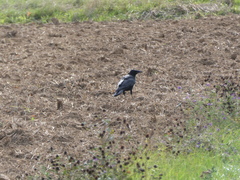 Corvus corone corone