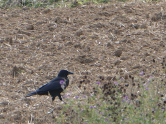 Corvus corone corone