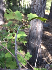 Alnus incana tenuifolia