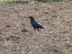 Corvus corone corone