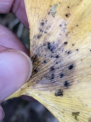 Bartheletia paradoxa
