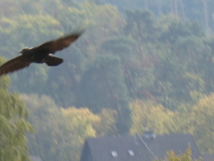 Corvus corone corone