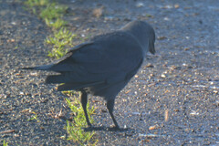Corvus monedula spermologus