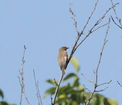 Ficedula