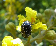 Oxythyrea testaceoguttata