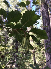 Alnus incana tenuifolia
