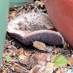 Agaricus bitorquis