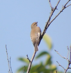 Ficedula